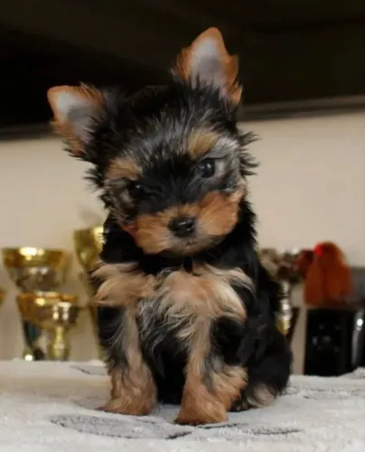 Yorkshire Terrier - Filhotes Disponíveis