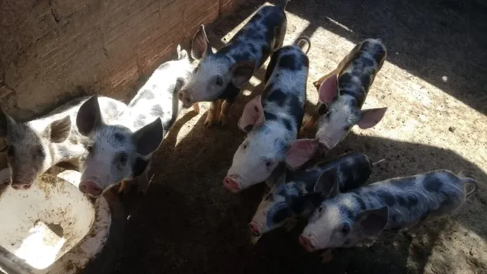 ? VENDO LEITÕES PIETRAIN ?