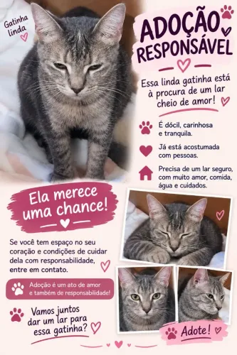 Doação gata fêmea
