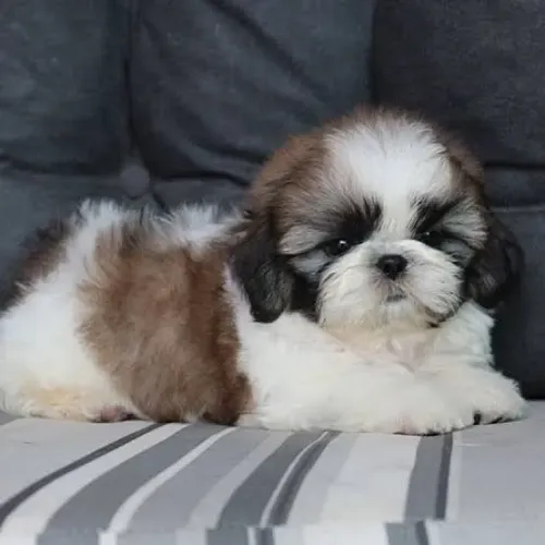 Filhote Shih Tzu - Chocolate com branco
