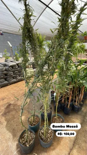 Mudas de Bambu Mossô 