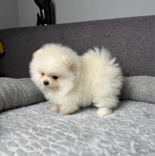 Cachorro Lulu da Pomerânia disponível e vacinado, pronto para um novo lar.