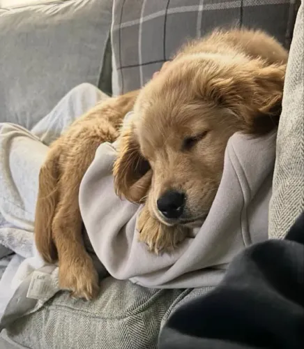 Filhote Golden Retriever, Venha conhecer a ninhada mais encantadora da cidade!