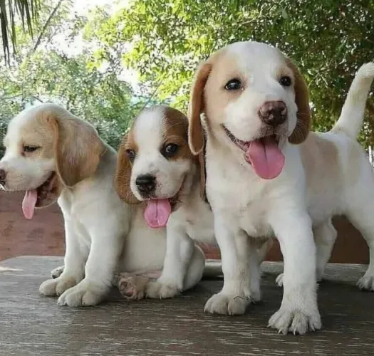 Filhotes de Beagle | Filhote cheio de personalidade!
