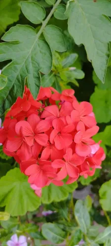 Muda de Planta "Gerânio Vermelho" 