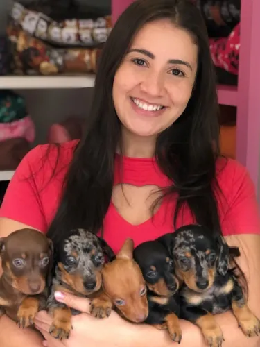 Dachshund mini