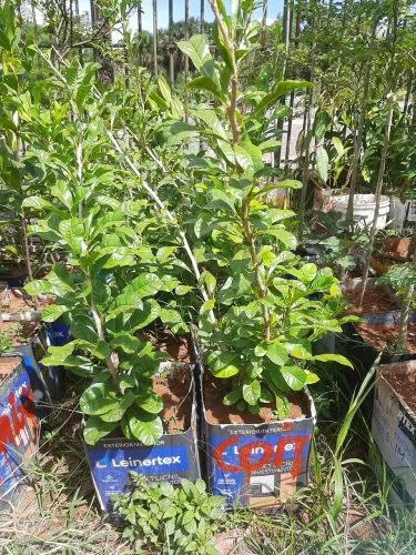 Mudas de coite 