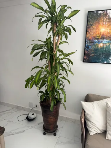 Planta pau-d?água, com vaso e suporte