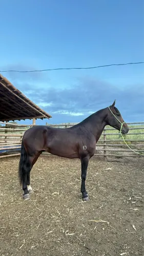 Cavalo de marcha picada, neto do Elfo do porto azul 