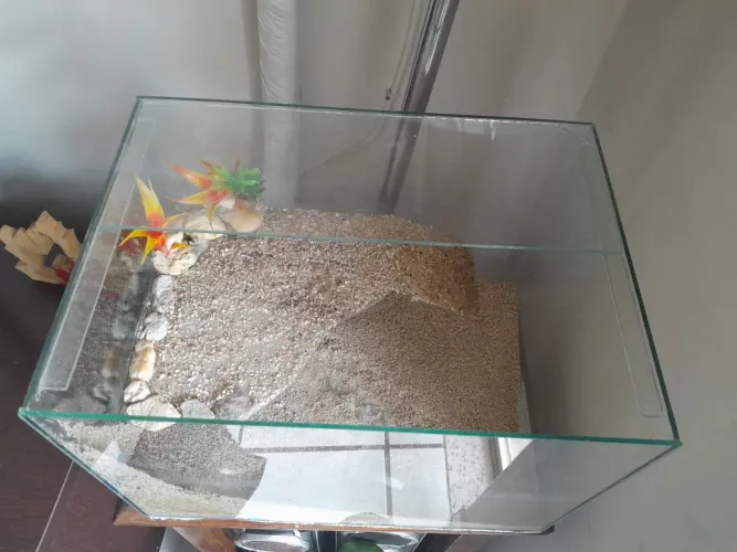 Aquario para tartaruga