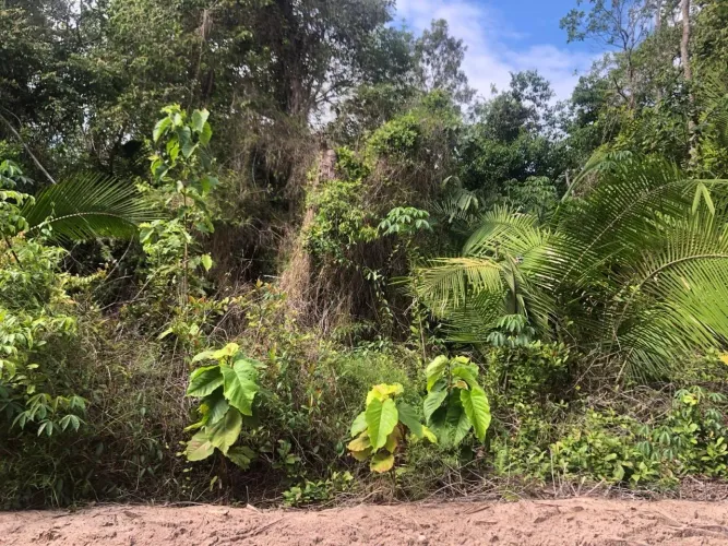 Vendo lote no Pindobal a 1km da rotatória, 700 metros da principal.