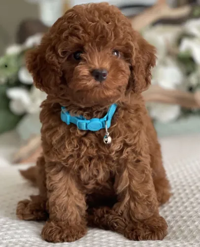 Poodle toy pequeno e cheio de amor