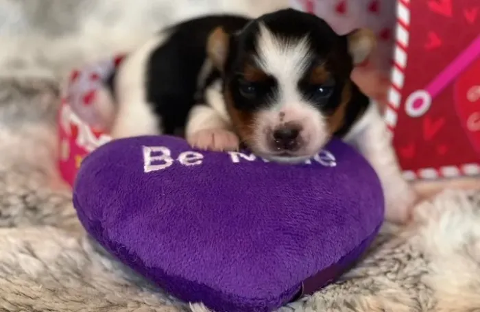 Biewer Terrier: puro encanto em versão de bolso