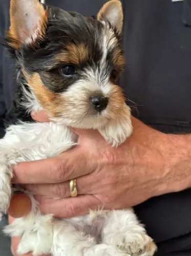 Biewer Terrier quem vê pequeno não imagina o quanto ama.