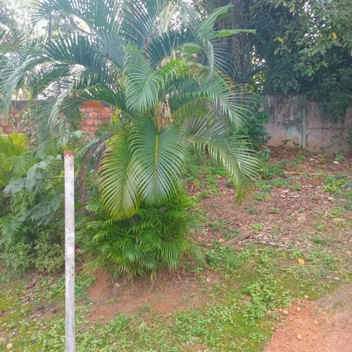 Touceiras dePalmeira Areca Bambu exuberante para seu jardim
