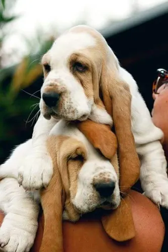 Raça Basset Hound disponíveis Hoje 