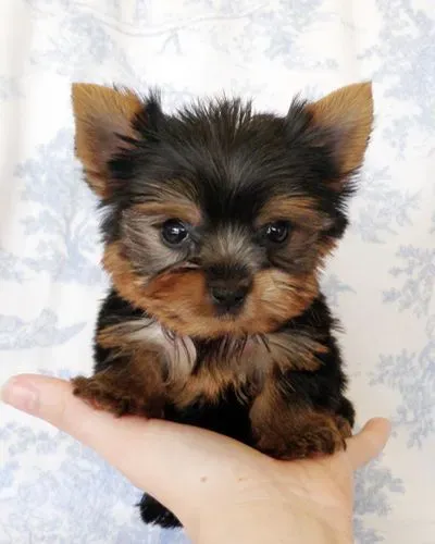 Filhote de Yorkshire Terrier amável