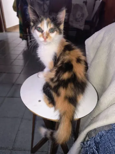 Gata para doação