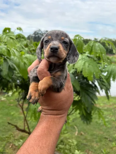 Salsichinha Dachshund Tecktel cofap Varias cores