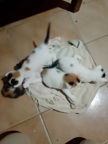 Doação de filhotes de gatos