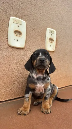 Filhotes de Basset disponível whatsapp *