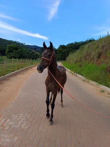 Potra mangalarga 2 anos 