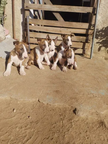 Bull Terrier