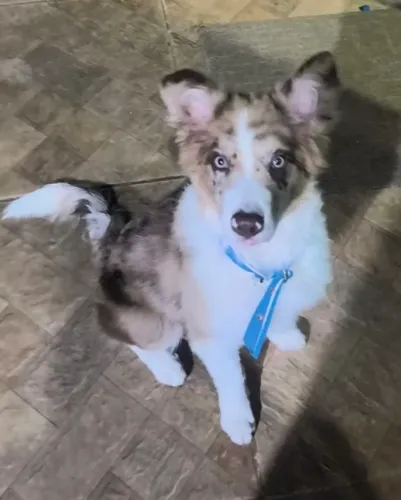 Border collie macho 4 meses