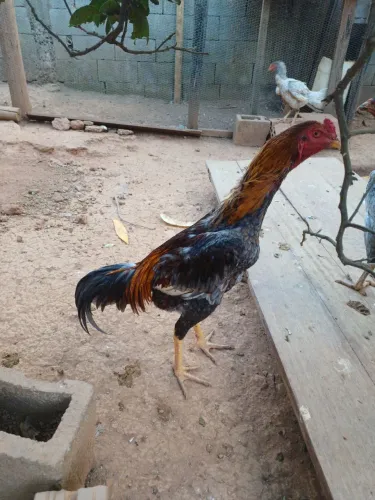 Frango indio