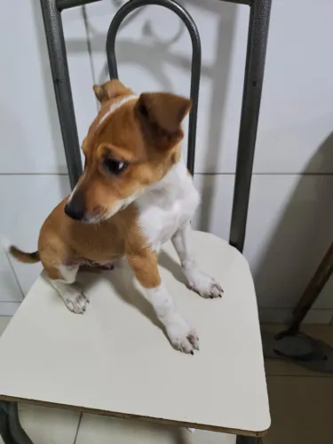 Adoção 