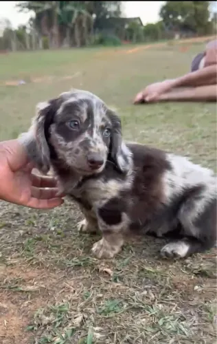 Basset pelo longo