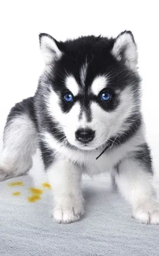 Husky Siberiano - Encanto Que Surpreende 