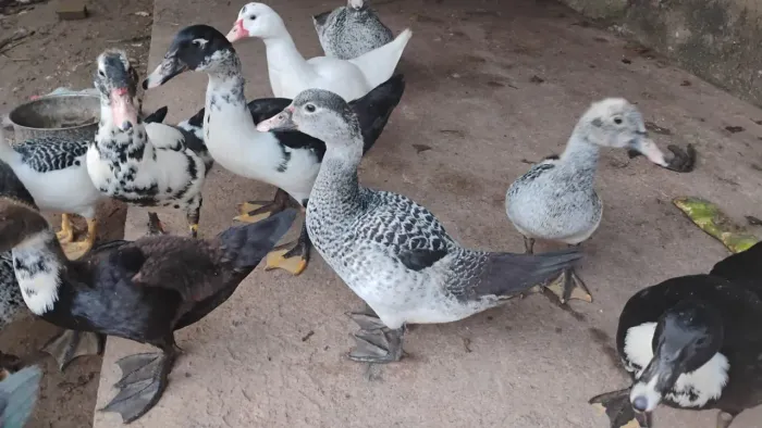 Galinha caipira e pato
