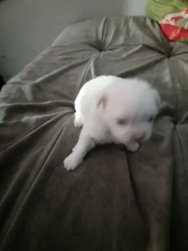 Cachorro 