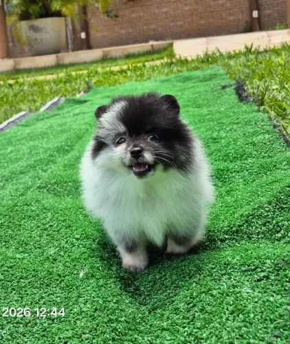 Spitz alemão fêmea - pedigree cbkc
