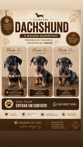 ? Filhotes de Dachshund (Salsichinha) Disponíveis ?