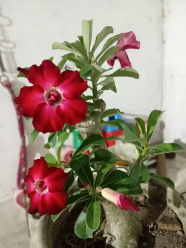 Rosa do deserto