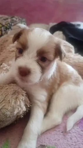 Cachorra pra vender poodle