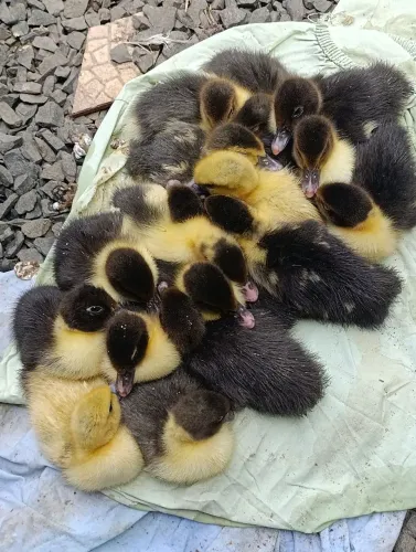 Patos