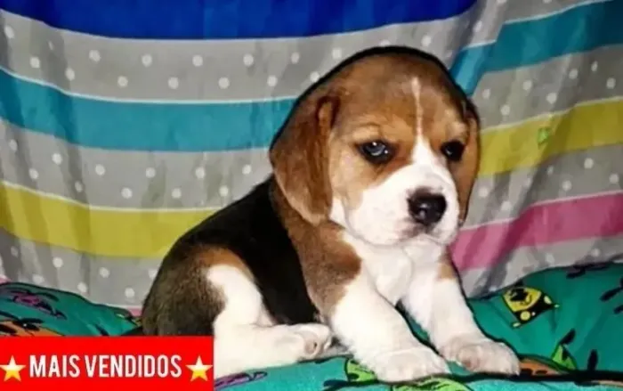 Beagle Filhotinhos encantadores disponíveis agora