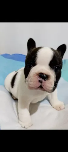 Bulldog francês macho