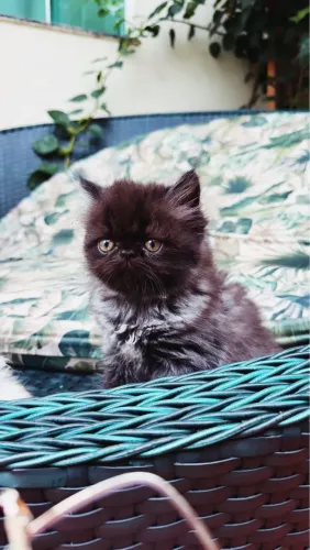 Gato Persa 