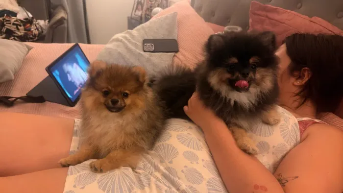 Lulu da Pomerania / Spitz Alemão