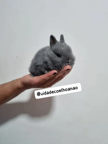 Coelho anao Netherland Dwarf