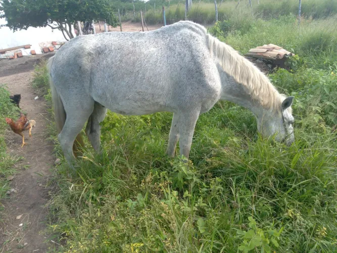 Cavalo bonito e saudável 