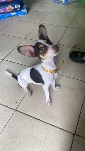 Pinscher filhote