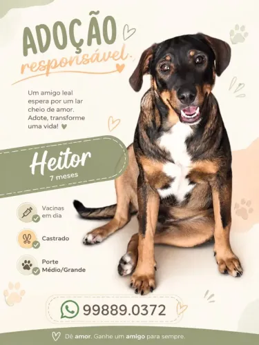 Lindo cachorro para Adoção responsável