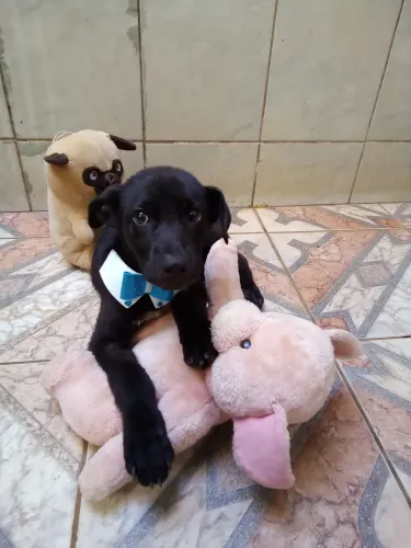 Doação de cachorro filhote macho