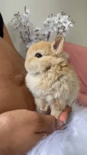 Colho anão filhotes fofinhos 
