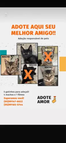 Adoção de gatos 